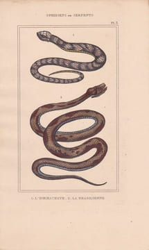 Gravure d'Ophidiens ou serpents, Pl 3 - 1 L'Hoemachate - 2 La Brasilienne. BUFFON