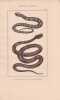 Gravure d'Ophidiens ou serpents, Pl 3 - 1 L'Hoemachate - 2 La Brasilienne. BUFFON