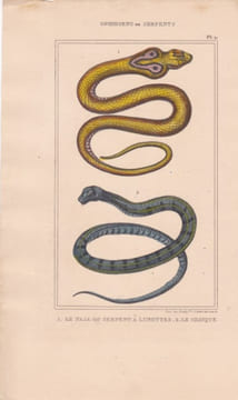 Gravure d'Ophidiens ou serpents, Pl 2 - 1 Le Naja ou serpent à lunettes - 2 Le Chayque. BUFFON