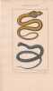 Gravure d'Ophidiens ou serpents, Pl 2 - 1 Le Naja ou serpent &agrave; lunettes - 2 Le Chayque. BUFFON