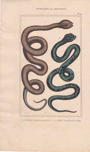 Gravure d'Ophidiens ou serpents, Pl 4 - 1 La Vipère fer de lance - 2 La Tête triangulaire