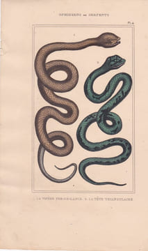 Gravure d'Ophidiens ou serpents, Pl 4 - 1 La Vipère fer de lance - 2 La Tête triangulaire. BUFFON