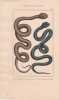 Gravure d'Ophidiens ou serpents, Pl 4 - 1 La Vip&egrave;re fer de lance - 2 La T&ecirc;te triangulaire. BUFFON