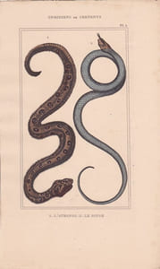 Gravure d'Ophidiens ou serpents, Pl 5 - 1 L'Atropos - 2 Le Dipse