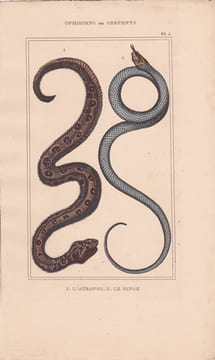 Gravure d'Ophidiens ou serpents, Pl 5 - 1 L'Atropos - 2 Le Dipse. BUFFON