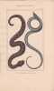 Gravure d'Ophidiens ou serpents, Pl 5 - 1 L'Atropos - 2 Le Dipse. BUFFON
