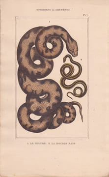 Gravure d'Ophidiens ou serpents, Pl 7 - 1 Le Molure - 2 La Double raie. BUFFON