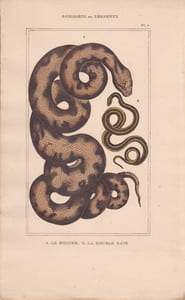 Gravure d'Ophidiens ou serpents, Pl 7 - 1 Le Molure - 2 La Double raie