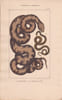 Gravure d'Ophidiens ou serpents, Pl 7 - 1 Le Molure - 2 La Double raie. BUFFON