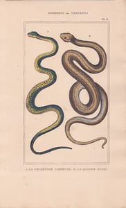 Gravure d'Ophidiens ou serpents, Pl 8 - 1 La Couleuvre commune - 2 La Quatre raies