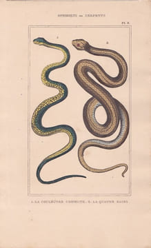 Gravure d'Ophidiens ou serpents, Pl 8 - 1 La Couleuvre commune - 2 La Quatre raies. BUFFON