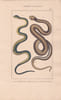 Gravure d'Ophidiens ou serpents, Pl 8 - 1 La Couleuvre commune - 2 La Quatre raies. BUFFON