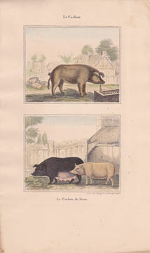 Gravure de Quadrupèdes, Pl - 1 Le Cochon - 2 Le Cochon de Siam. BUFFON