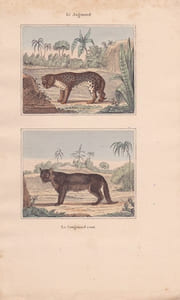 Gravure de Quadrupèdes, Pl  - 1 Le Jagouard - 2 Le Cougouard roux