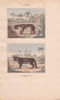 Gravure de Quadrup&egrave;des, Pl  - 1 Le Jagouard - 2 Le Cougouard roux. BUFFON