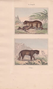 Gravure de Quadrupèdes, Pl  - 1 Le Léopard - 2 L'Once