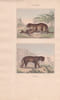Gravure de Quadrup&egrave;des, Pl  - 1 Le L&eacute;opard - 2 L'Once. BUFFON