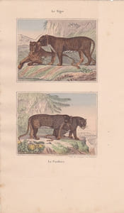 Gravure de Quadrupèdes, Pl  - 1 Le Tigre - 2 La Panthère