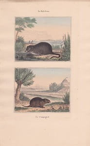 Gravure de Quadrupèdes, Pl  - 1 Le Rat d'eau - 2 Le Campagnol