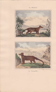 Gravure de Quadrupèdes, Pl - 1 La Marmose - 2 Le Cayopollin
