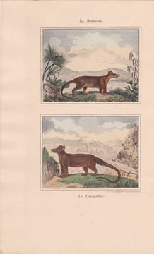 Gravure de Quadrupèdes, Pl - 1 La Marmose - 2 Le Cayopollin. BUFFON