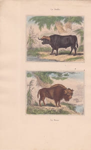 Gravure de Quadrupèdes, Pl  - 1 Le Buffle - 2 Le Bison