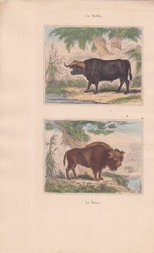 Gravure de Quadrupèdes, Pl - 1 Le Buffle - 2 Le Bison. BUFFON