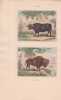 Gravure de Quadrup&egrave;des, Pl  - 1 Le Buffle - 2 Le Bison. BUFFON
