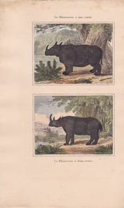 Gravure de Quadrupèdes, Pl  - 1 Le Rhinoceros à une corne - 2 Le  Rhinoceros à deux cornes