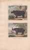 Gravure de Quadrup&egrave;des, Pl  - 1 Le Rhinoceros &agrave; une corne - 2 Le  Rhinoceros &agrave; deux cornes. BUFFON