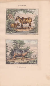 Gravure de Quadrupèdes, Pl  - 1 Le Zébu male - 2 Le  Zébu femelle
