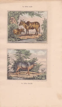 Gravure de Quadrupèdes, Pl - 1 Le Zébu male - 2 Le Zébu femelle. BUFFON