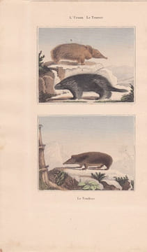 Gravure de Quadrupèdes, Pl - 1 L'Urson - 2 Le Tenrec - 3 Le Tendrac. BUFFON