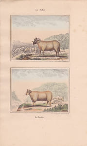 Gravure de Quadrupèdes, Pl  - 1 Le Belier - 2 La Brebis