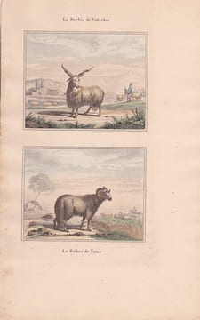 Gravure de Quadrupèdes, Pl  - 1 La Brebis de Valachie - 2 Le Bélier de Tunis. BUFFON