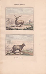 Gravure de Quadrupèdes, Pl - 1 La Brebis de Valachie - 2 Le Bélier de Tunis