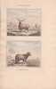Gravure de Quadrup&egrave;des, Pl  - 1 La Brebis de Valachie - 2 Le B&eacute;lier de Tunis. BUFFON
