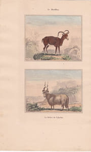 Gravure de Quadrupèdes, Pl  - 1 Le Mouflon - 2 Le Bélier de Valachie