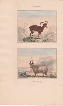 Gravure de Quadrupèdes, Pl - 1 Le Mouflon - 2 Le Bélier de Valachie. BUFFON