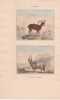 Gravure de Quadrup&egrave;des, Pl  - 1 Le Mouflon - 2 Le B&eacute;lier de Valachie. BUFFON