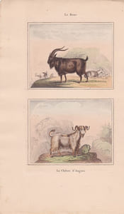 Gravure de Quadrupèdes, Pl  - 1 Le Bouc - 2 La Chèvre d'Angora