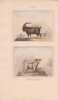 Gravure de Quadrup&egrave;des, Pl  - 1 Le Bouc - 2 La Ch&egrave;vre d'Angora. BUFFON