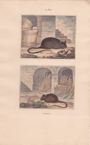 Gravure de Quadrupèdes, Pl  - 1 Le Rat - 2 La Souris