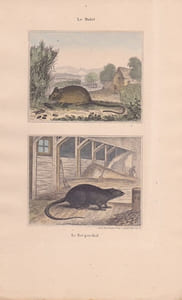 Gravure de Quadrupèdes, Pl  - 1 Le Mulot - 2 Le Rat perchal