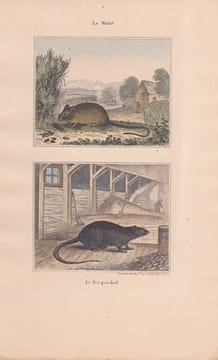 Gravure de Quadrupèdes, Pl - 1 Le Mulot - 2 Le Rat perchal. BUFFON