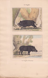 Gravure de Quadrupèdes, Pl  - 1 Le Sanglier - 2 Le Sanglier d'Amérique