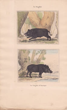 Gravure de Quadrupèdes, Pl - 1 Le Sanglier - 2 Le Sanglier d'Amérique. BUFFON