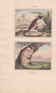 Gravure de Quadrupèdes, Pl  - 1 Le Pinche - 2 Le Mico