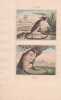 Gravure de Quadrup&egrave;des, Pl  - 1 Le Pinche - 2 Le Mico. BUFFON