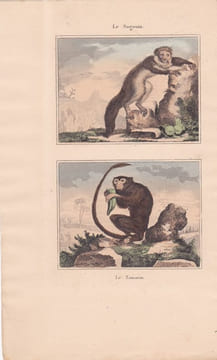 Gravure de Quadrupèdes, Pl - 1 Le Sagouin - 2 Le Tamarin. BUFFON